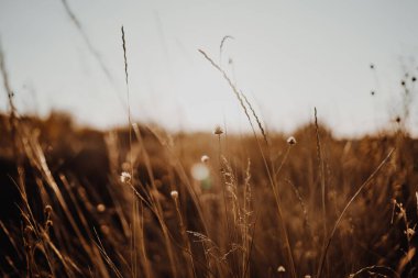 Kuru çimenler ve gün batımı. Güzel doğa arkaplanı