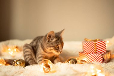 Tekir gri kedi, Noel ışıkları ve hediye kutularıyla rahat bir yatakta uzanıyor. Şirin kedi yavrusu rahatlıyor ve altın top oyuncağıyla oynuyor. Kış tatilleri. 2022.