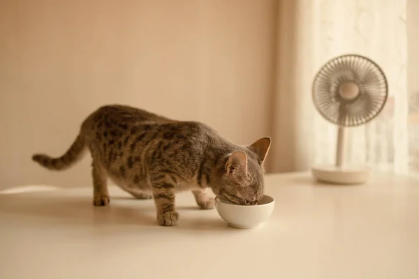 Tabby Gato Hambriento Doméstico Comiendo Comida Gato Enlatada Plato Cerámica — Foto de Stock
