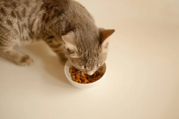 Tabby Gato Comer Conservas Gato Comida Blanco Cerámica Plato Colocado — Foto de Stock