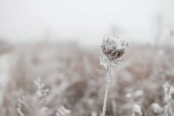 Замороженные Травы Зимнем Ландшафте — стоковое фото