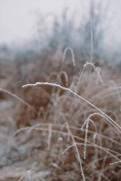 Ледяная Серая Трава Зимний Фон Легкий Пейзаж — стоковое фото