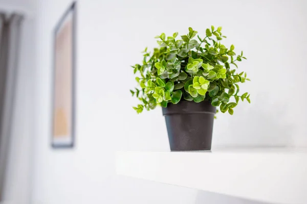 Planta Verde Vaso Plástico Plantas Casa Cacto Casa Prateleira Branca — Fotografia de Stock