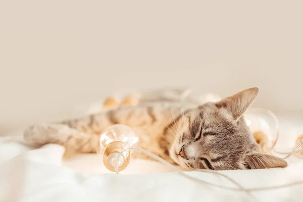 金色のガーランド装飾が施されたニットブランケットの上で寝ているXmas愛らしいタビー子猫 2022年あけましておめでとう — ストック写真