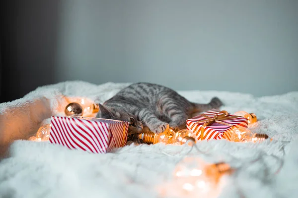 스러운 고양이가 크리스마스의 황금빛 상자와 침대에 귀여운 고양이가 휴식을 취하고 — 스톡 사진