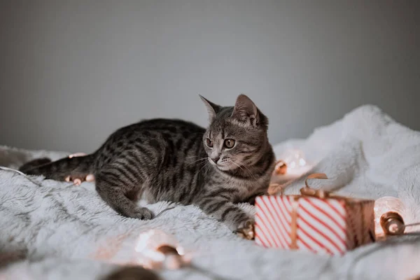 Gatto Adorabile Sdraiato Letto Accogliente Con Luci Oro Natale Bokeh — Foto Stock