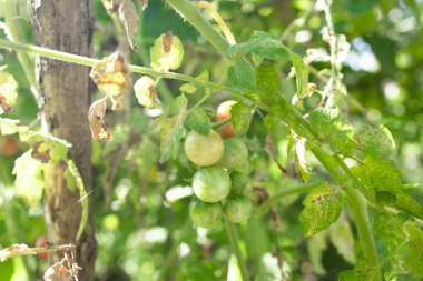 Yeşil domatesler bir seradaki çalılık dalında yetişiyor.