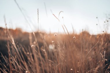Sonbahar çayırında gün batımında güneşte kuruyan çiçekler. Güzel sonbahar doğa arka planı