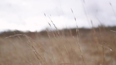 Güzel bir sonbahar doğası arka planında kırsal bir vadide kuru sonbahar çimenleri var. Sonbahar doğasında buğday tarlası kırsal alanda.