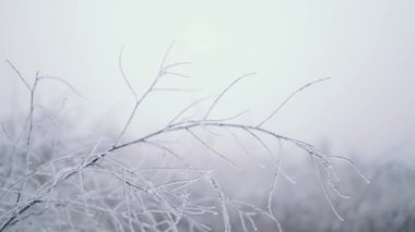 Kış Noel doğa afişi. Seçici odaklanma. Yüzeyin derinliği. Noel ya da yeni yıl kış konsepti.
