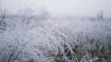 Kış ormanında buzlu bitkiler. Noel ya da yeni yıl kış konsepti. soyut bokeh arkaplanı