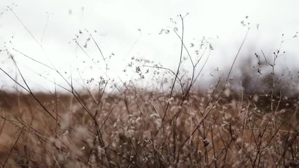 田園地帯の乾燥した秋の花の植物と美しい秋の自然背景。閉鎖 — ストック動画
