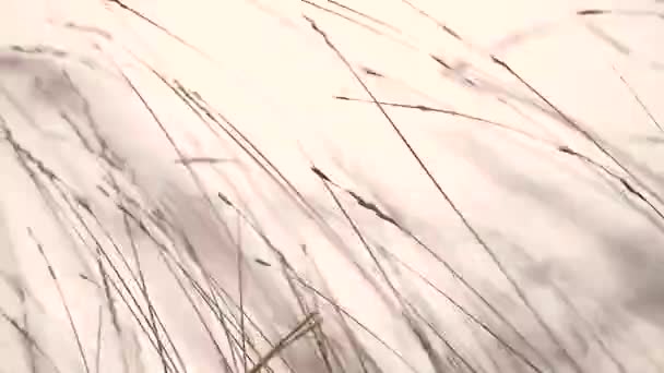 Tarweveld op natuur landelijk buiten. Herfst droog gras achtergrond textuur — Stockvideo