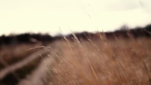 田舎道だ。パステルアーストーンの秋の自然ぼやけた背景. — ストック動画