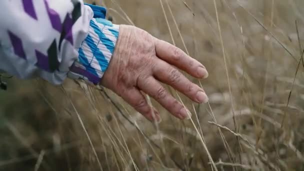 Female hand touches dry autumn grass plant in a rural valley field at sunset — Stock Video