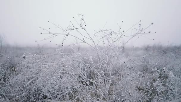 Beautiful winter nature background with frozen beautiful plants covered with icicles. — Vídeo de Stock