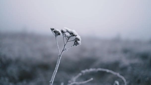 Όμορφα φυτά αλυσοδεμένα από κρύο, παγωμένο κλαδί χόρτου το χειμώνα. — Αρχείο Βίντεο