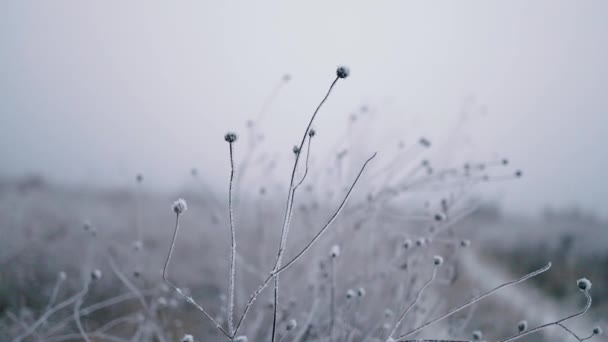 Abstraktní pozadí bokeh. Zimní krajina s mrazem pokrytými rostlinami v terénu — Stock video