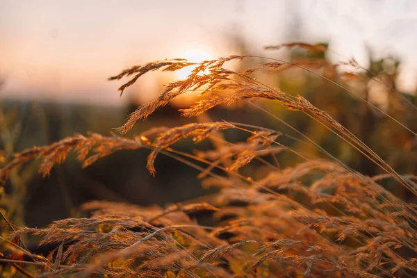 Erba Cereali Nel Campo Estivo All Alba Del Tramonto Profondità — Foto Stock