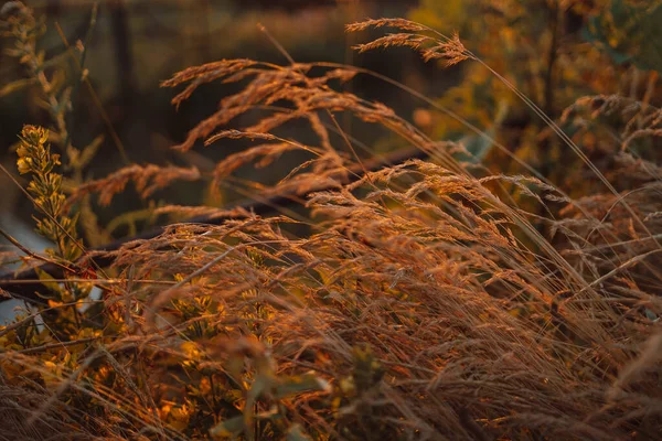 Herbe Céréalière Dans Champ Été Coucher Soleil Beau Fond Naturel — Photo