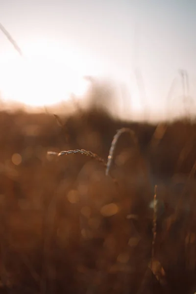 Paysage chaud abstrait de prairie d'herbe sèche dans le champ d'automne sur fond beige flou doux. Concentration sélective. — Photo