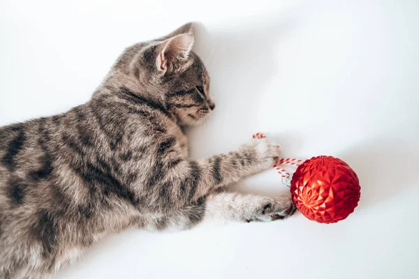 Cute Little Grey Kitten Sleeps Red Decorative Balls Bauble Sofa — Stock Photo, Image