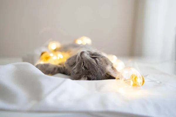可爱的猫躺在舒适的床上 头戴金色的圣诞彩灯 头戴礼品盒 可爱的小猫放松和玩金球玩具 — 图库照片