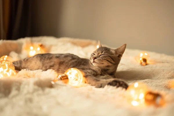 懒洋洋的灰胖胖的小猫睡在铺有圣诞彩灯花环的沙发上柔软的毛毯上 快乐可爱的猫宠物 — 图库照片