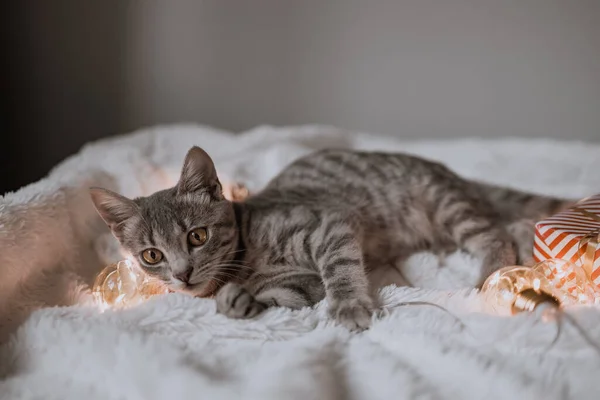 크리스마스의 황금빛 상자와 침대에 스러운 고양이 귀여운 고양이가 휴식을 취하고 — 스톡 사진