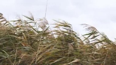 Gökyüzündeki çim tarlası. Yumuşak bitkilerin soyut doğal arkaplanı rüzgarda hareket eden Cortaderia selloana