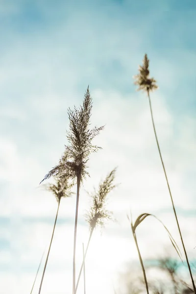 Beautiful Natural Landscape Dry Flowers Pampas Grass Moving Wind Soft — Stockfoto