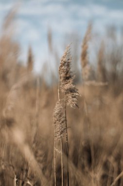 Gökyüzündeki otlar, rüzgarda hareket eden yumuşak bitkilerin soyut doğal arkaplanı..