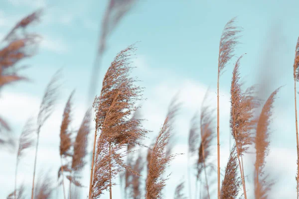 Beautiful Natural Landscape Dry Flowers Pampas Grass Moving Wind — Stockfoto