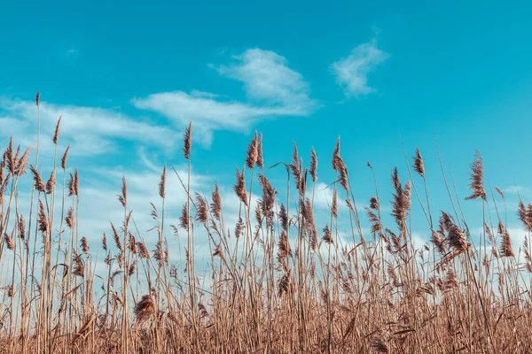 Hierba Pampa Moviéndose Viento Con Mínimo Cielo Azul Claro Nubes — Foto de Stock