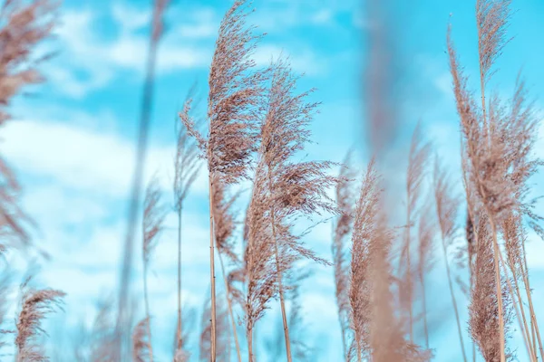 Pampas herbe dans le ciel, Fond naturel abstrait de plantes douces Cortaderia selloana se déplaçant dans le vent. — Photo