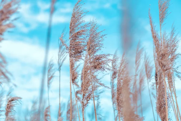 Hierba pampeana en el cielo, Fondo natural abstracto de plantas blandas Cortaderia selloana moviéndose en el viento. — Foto de Stock