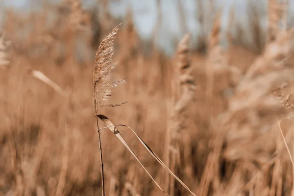 Pampas herbe dans un ciel bleu avec des nuages. Fond naturel minimal abstrait de Cortaderia selloana plantes duveteuses se déplaçant dans un vent. — Photo