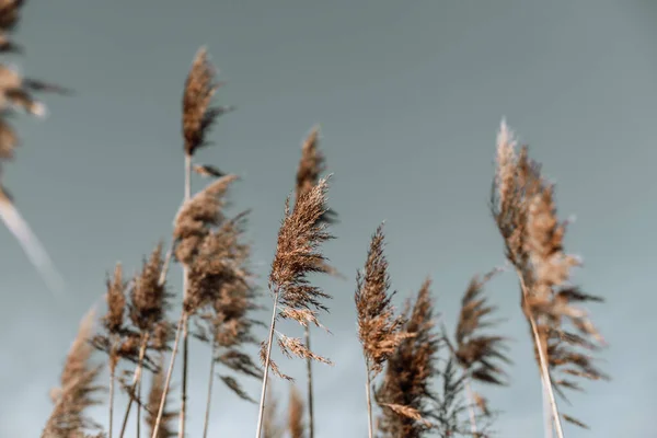 Hierba pampeana, plantas blandas en el cielo, Fondo natural abstracto de plantas blandas Cortaderia selloana moviéndose en el viento. — Foto de Stock