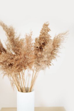 Beyaz duvarın yanında seramik vazoda altın pampalar var. Yeni Moda Ev Dekorasyonu