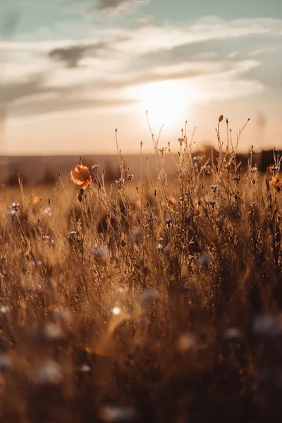 Beautiful nature background with blue flower poppy in the sunset in the field. — Fotografia de Stock