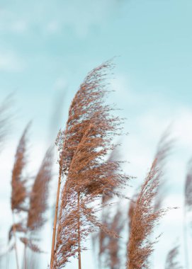 Pampas grass in a blue sky with clouds. Abstract natural minimal background of Cortaderia selloana fluffy plants moving in a wind. clipart