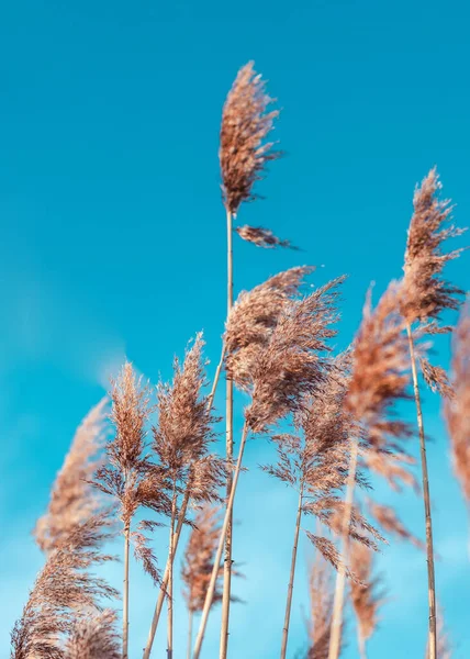 Cortaderia selloana moviéndose en el viento. Fondo natural abstracto de suave cielo azul plantsover, tranquilo telón de fondo de la naturaleza. Enfoque suave, fondo borroso — Foto de Stock