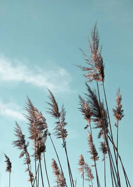 Hierba pampeana en el cielo, Fondo natural abstracto de plantas blandas Cortaderia selloana moviéndose en el viento. — Foto de Stock