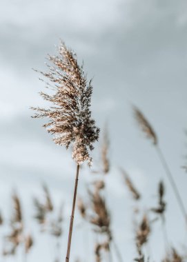 Yumuşak bitkilerin soyut doğal arkaplanı Cortaderia selloana, rüzgarda hareket eden otlar.