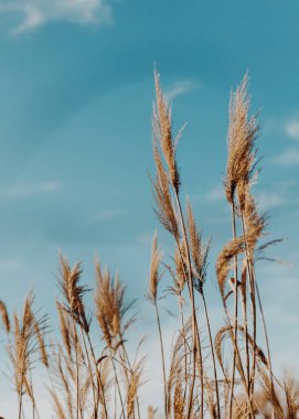 Pampas grass or Cortaderia selloana moving in the wind outdoor in light pastel colors on blue sky background clipart