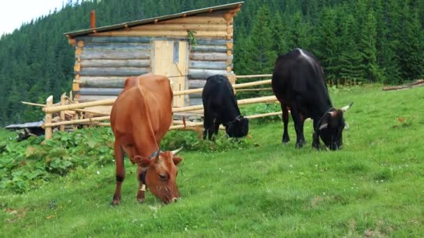 Maravillosa vista de vaca roja marrón lindo pastoreo en pastos naturales — Vídeos de Stock
