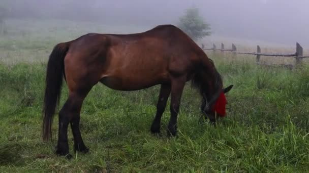 Lonely brown horse stands in the fog on the meadow at sunrise — Stock Video
