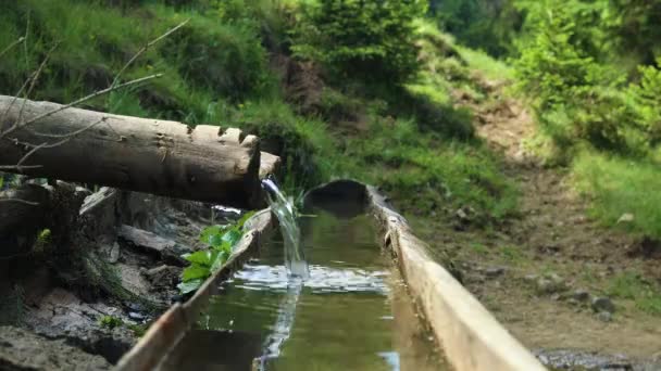 Fresh clear and cold water in stream at autumn forest in nature. Mountain spring. Ecology of the planet — Stockvideo