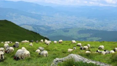 Dağlardaki çayırlarda otlayan bir koyun sürüsü. Güzel dağ manzarası.