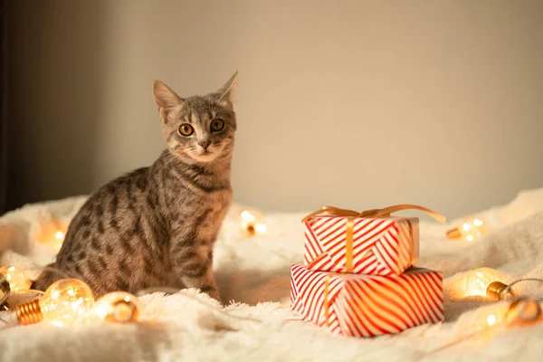 Tabby Gato Cinza Com Luzes Guirlanda Natal Jogando Cama Foco — Fotografia de Stock